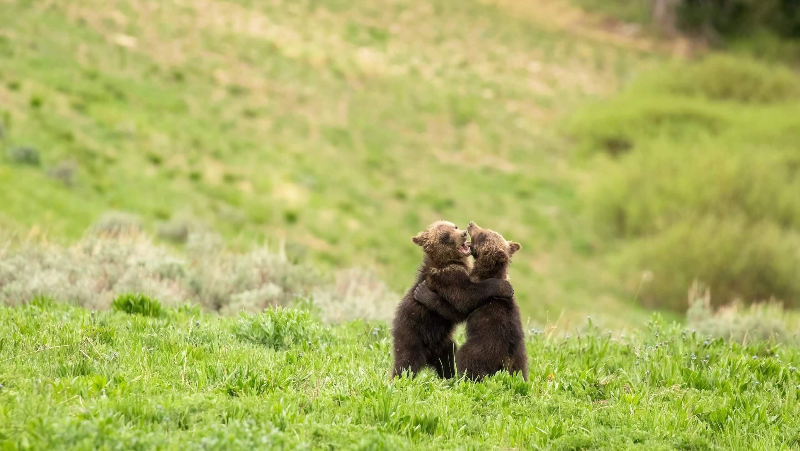 Bear cub time