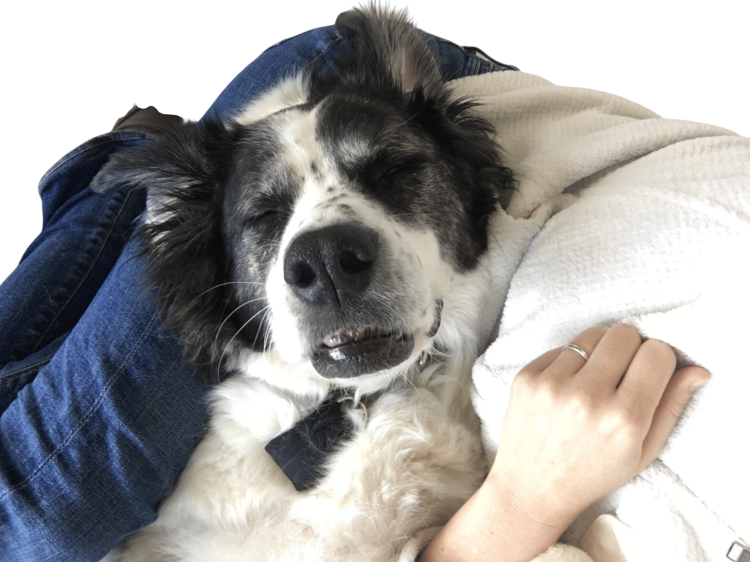 Record voice memos of your dog’s sleep-breathing