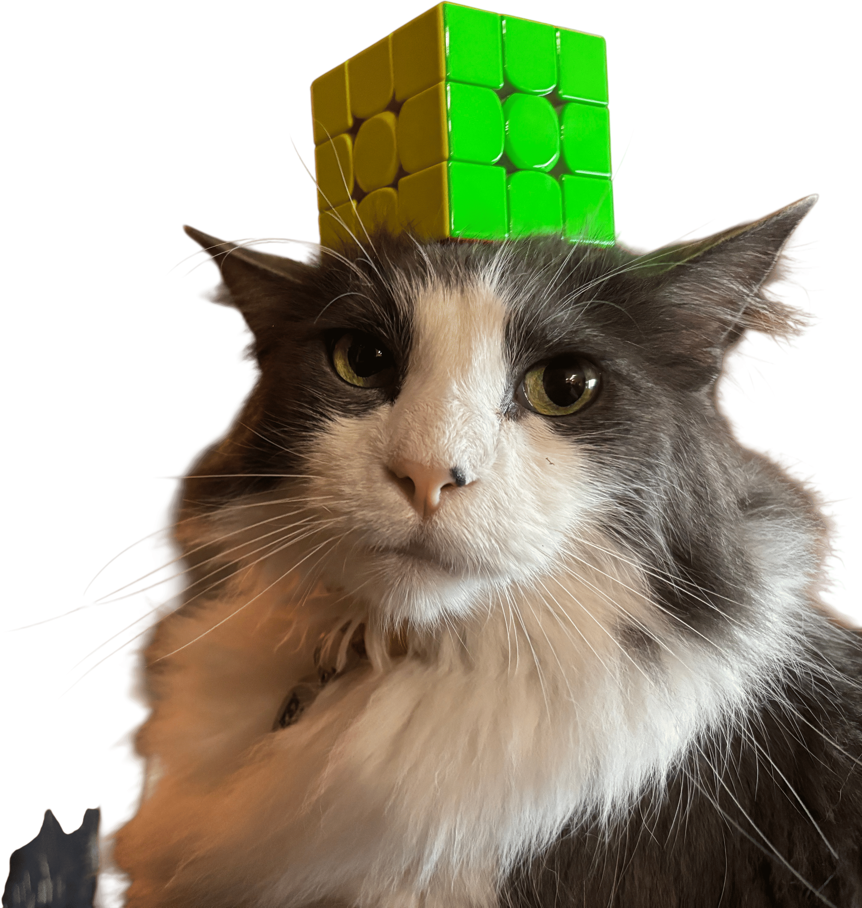 balancing things on your cat’s head