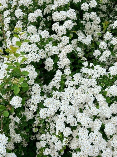 Flower walks