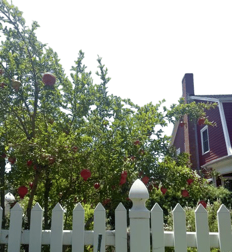 the neighbor's pomegranate tree