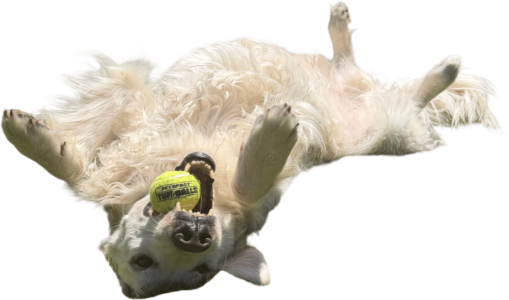 Hip & Joint Chews for Old Dogs