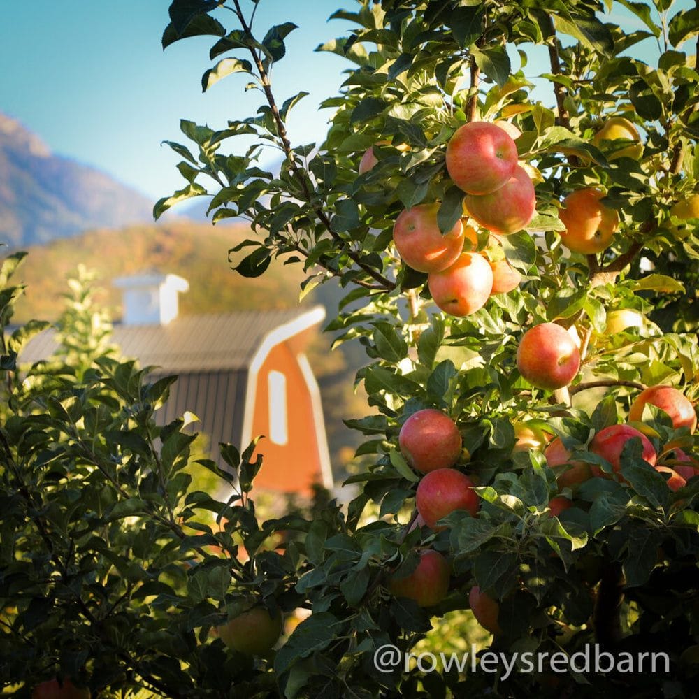 Rowley’s red barn