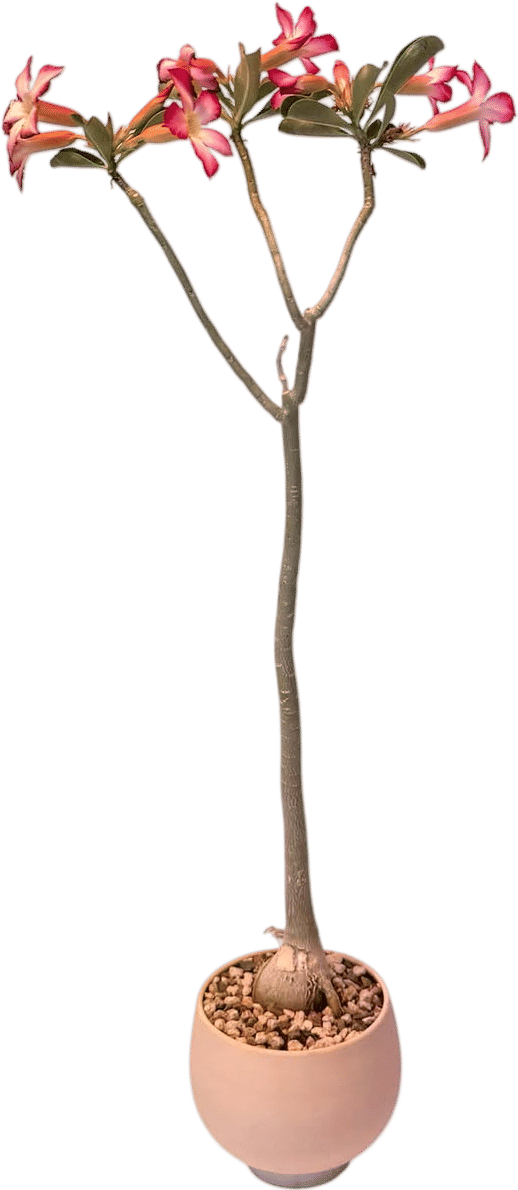 Bozu Bonsai & Exotic Plants