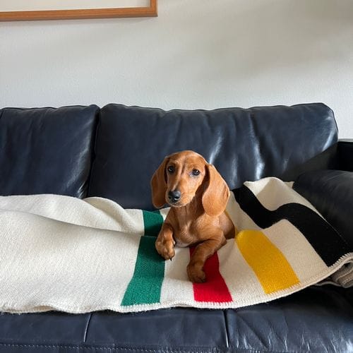 oh no… another shameless dachshund owner