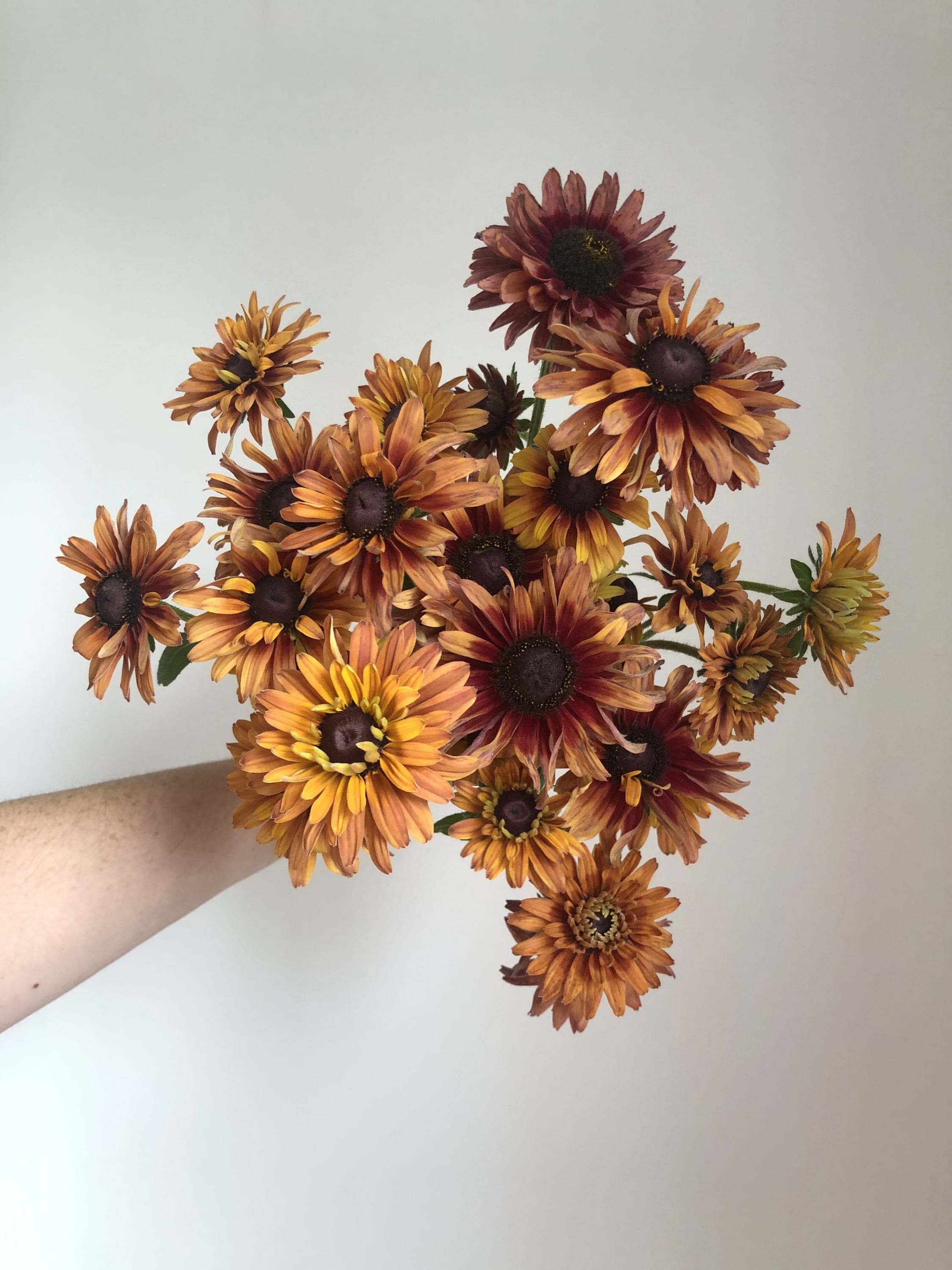 Black-eyed Susan ‘Sahara’