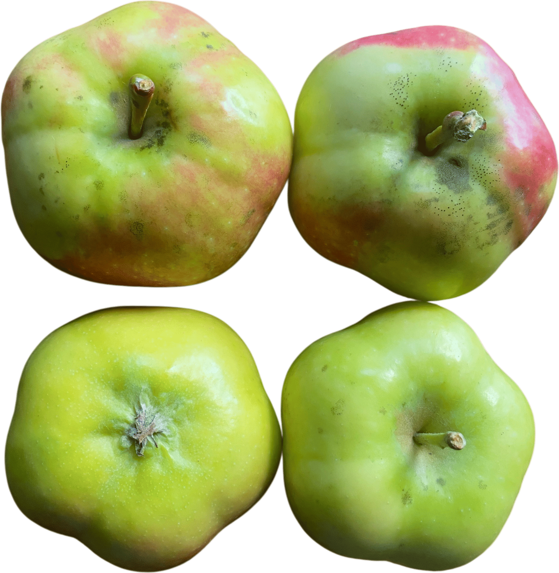 Api Etoile apples