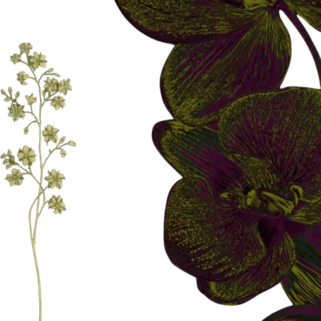 Olive Oil Edit