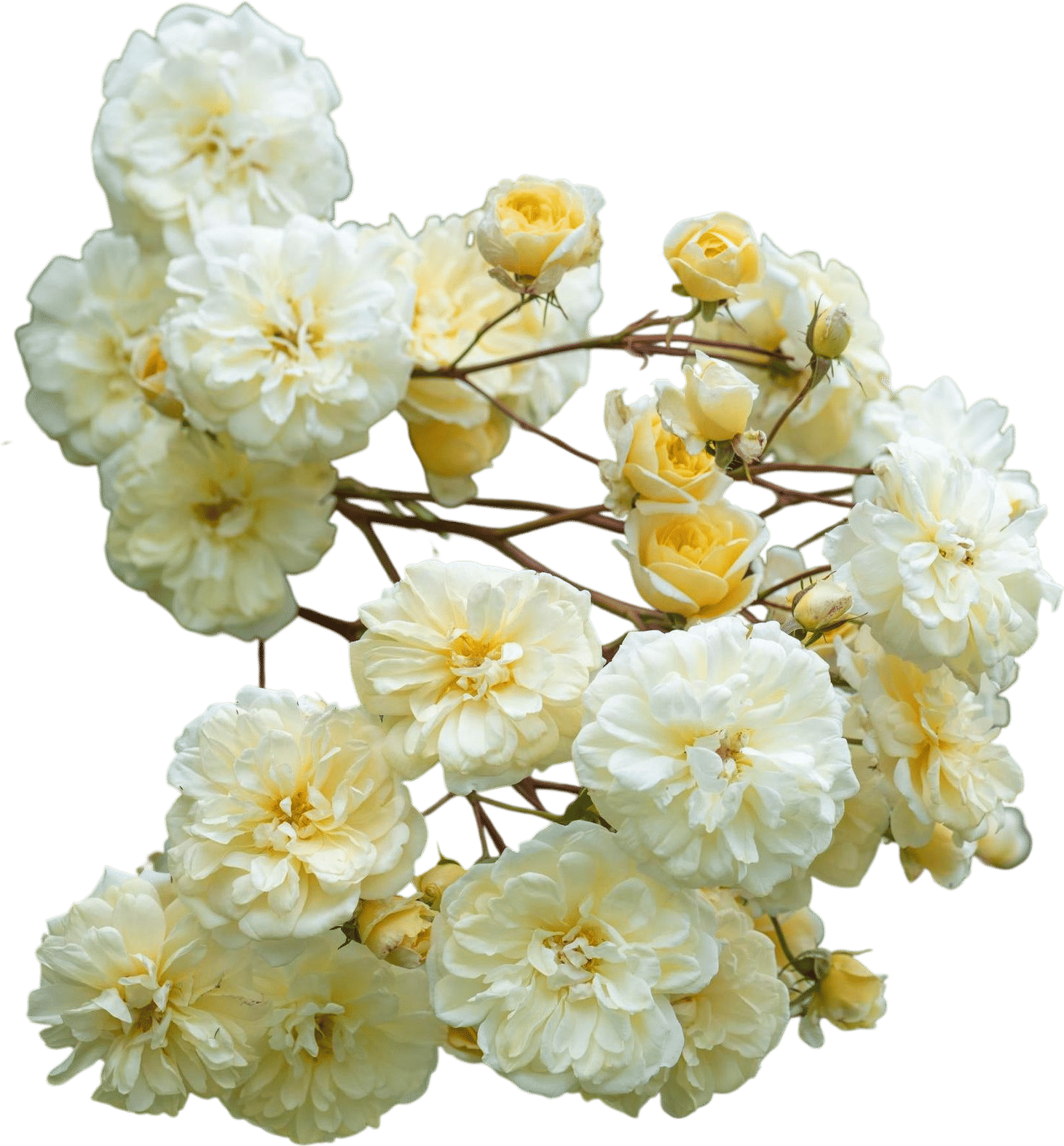 Malvern Hills — English Rambling Rose by David Austin