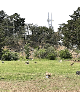 Upper Douglass Dog Play Area