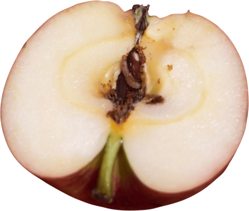 Live Worm in my Wickson Apple