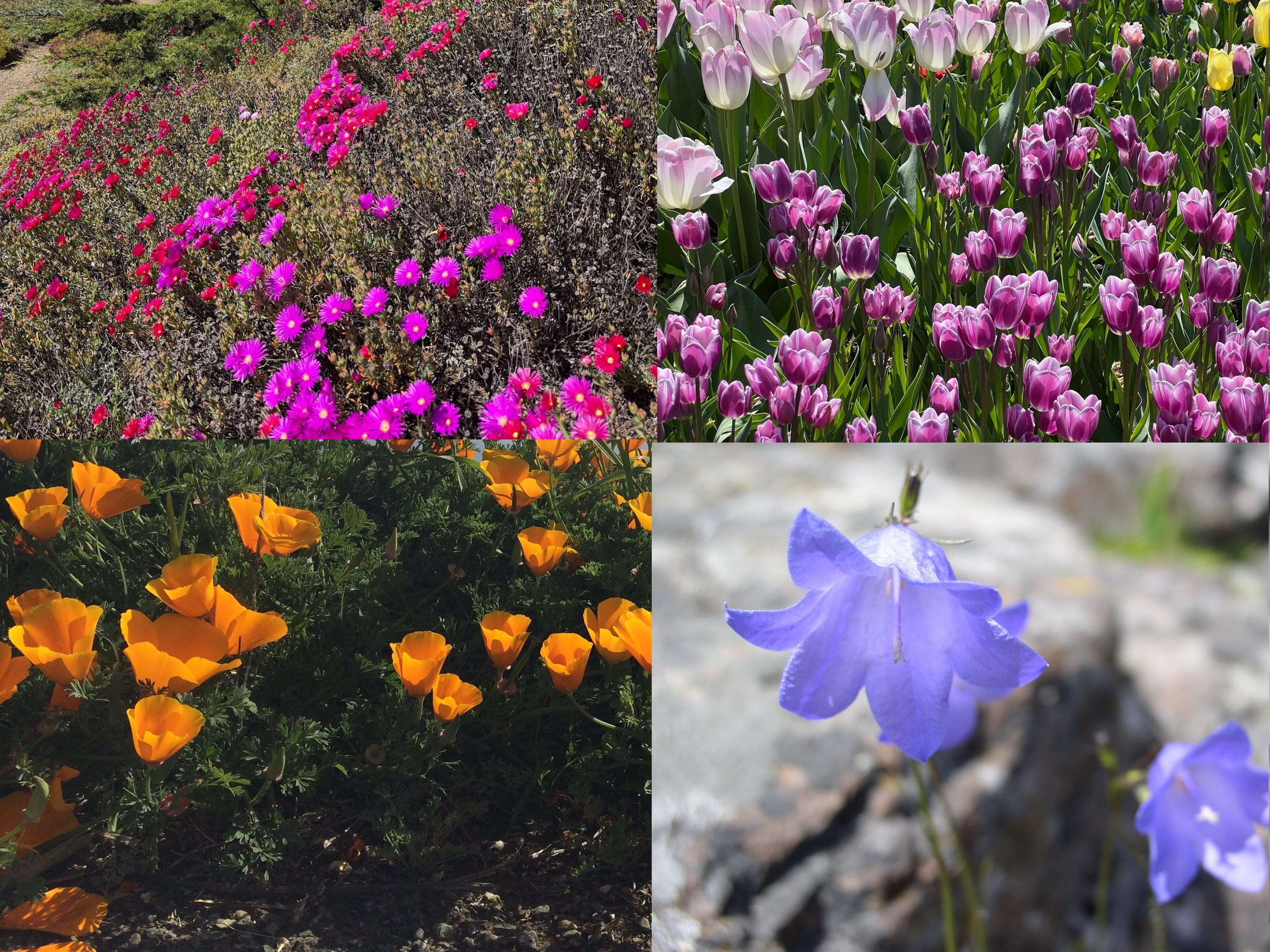Color