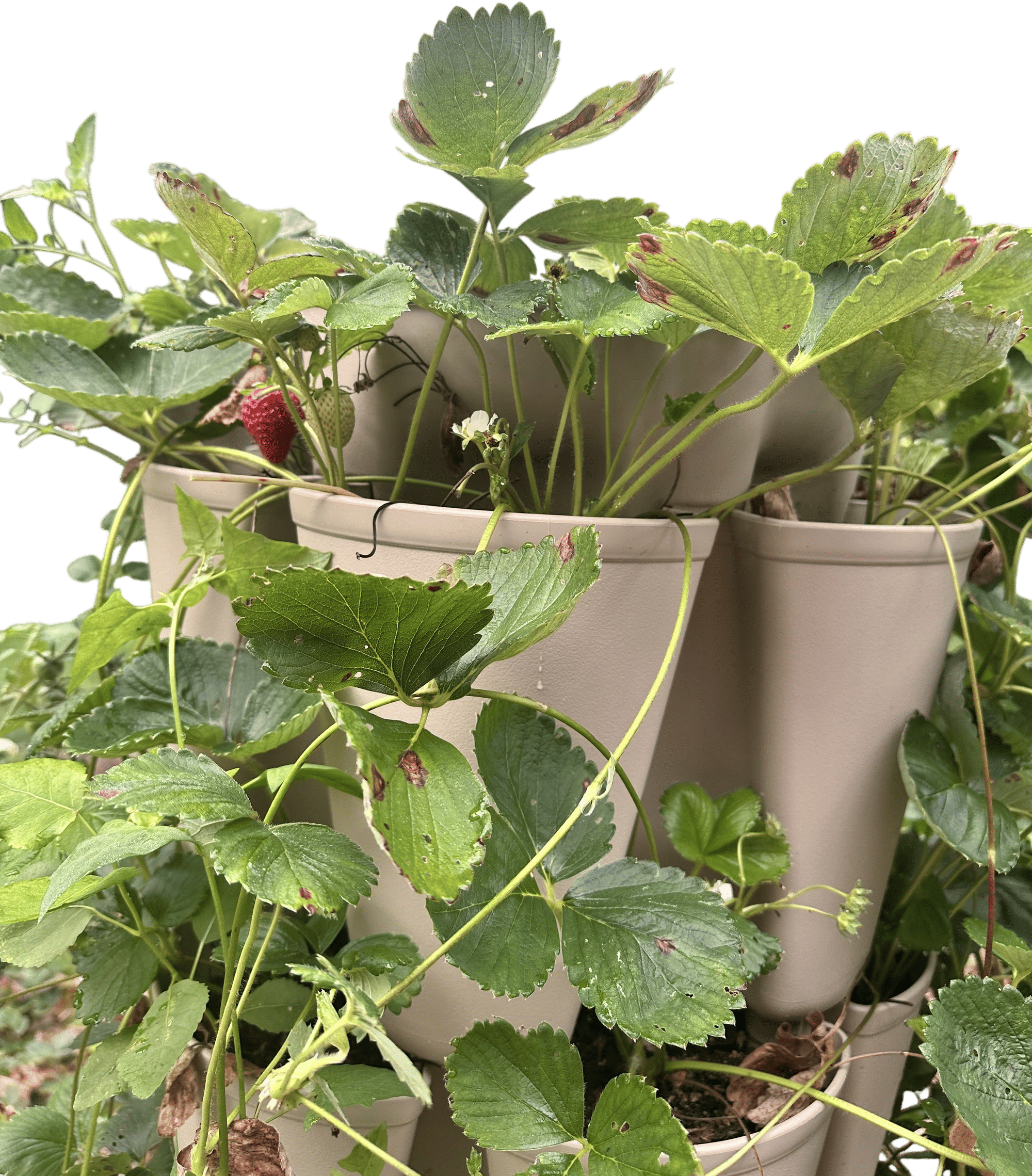 Albion and Seascape Day-Neutral Strawberries