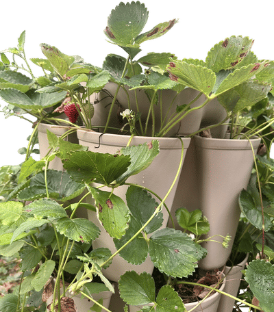 Albion and Seascape Day-Neutral Strawberries