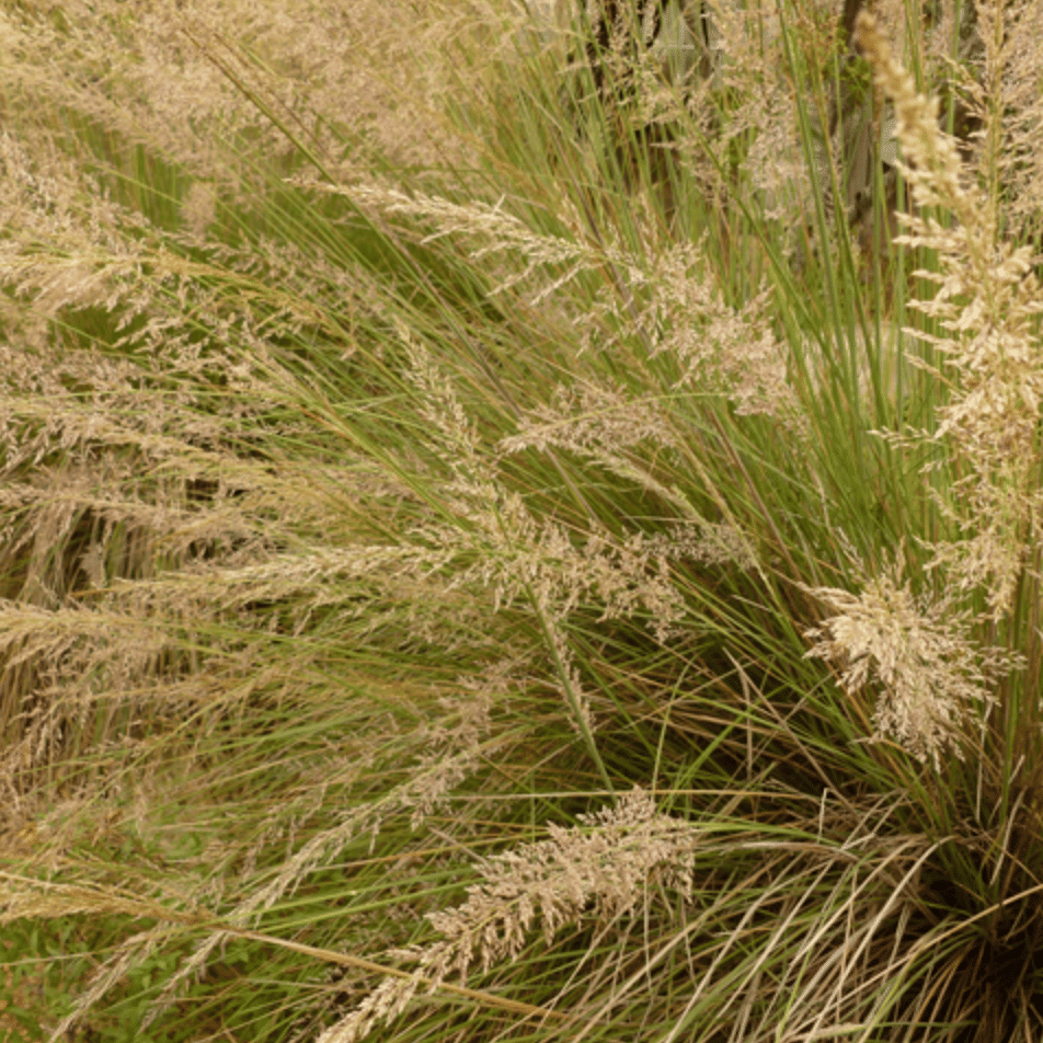 Lindheimer's "Big" Muhly