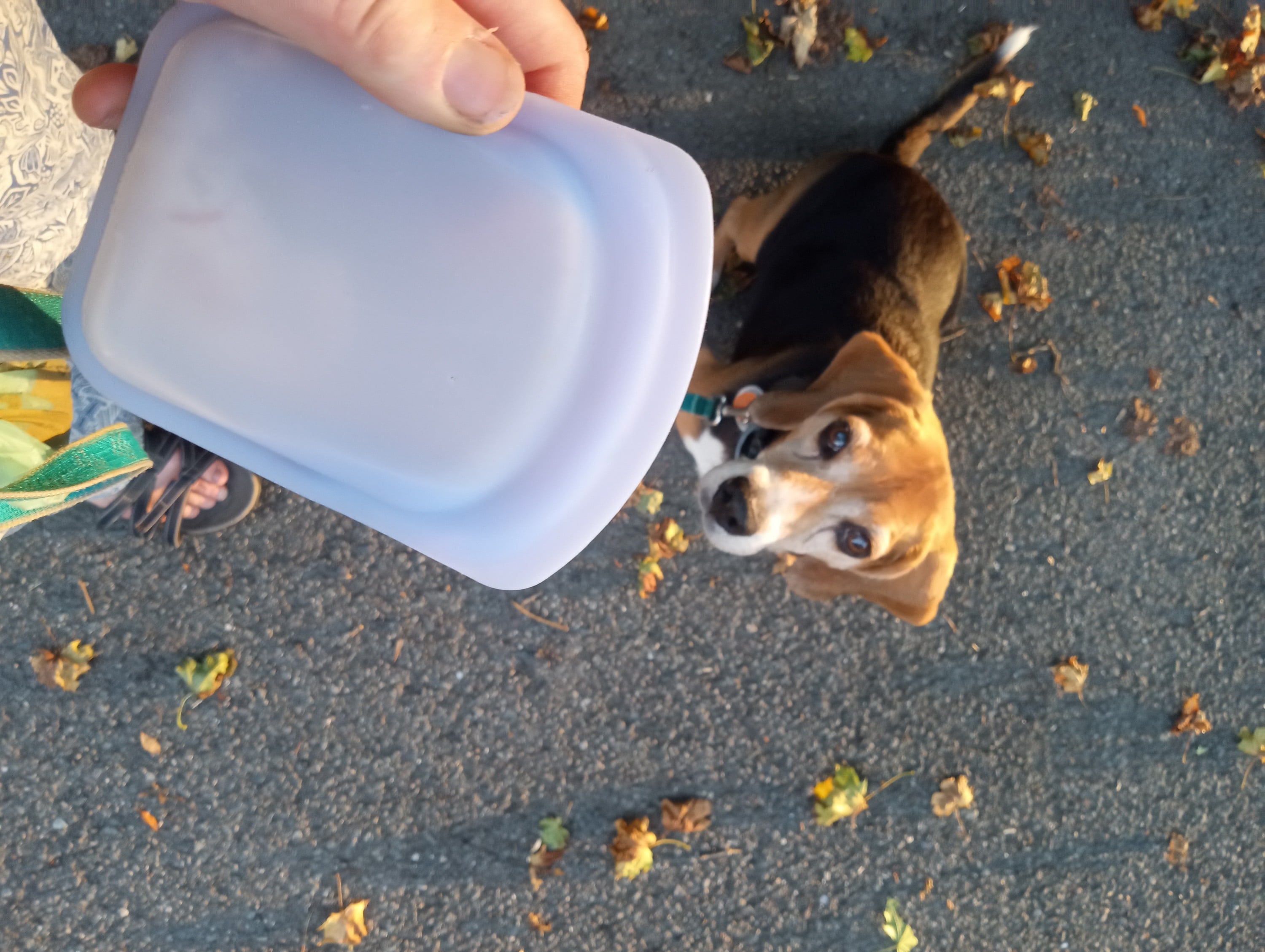 take a walk with the good dog treats