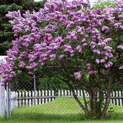 Lilac bush