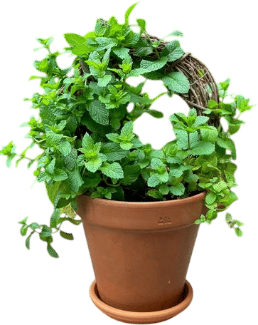 Mint plant