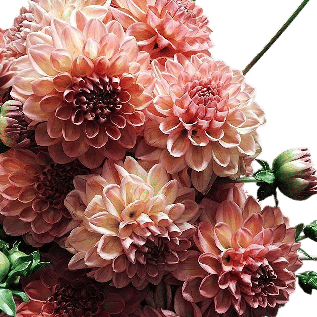 Dahlia Share