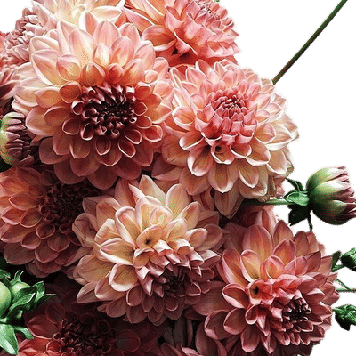 Dahlia Share