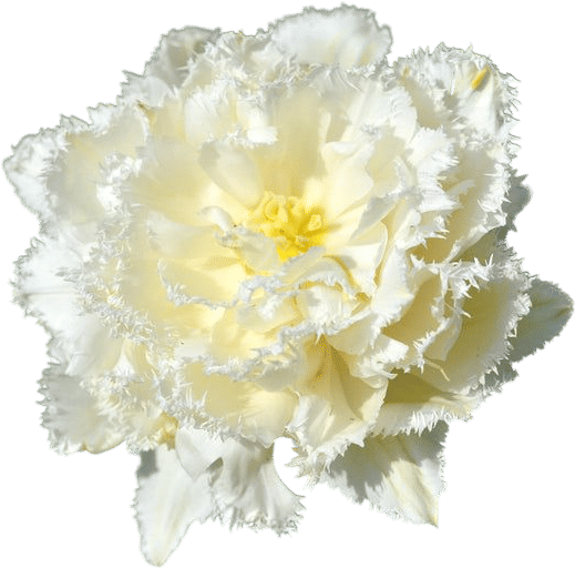 Double fringe tulips