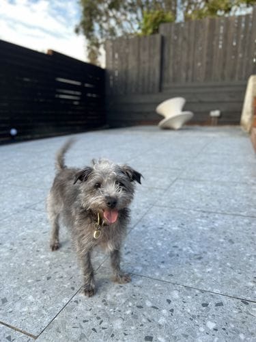 A scruffy little mutt