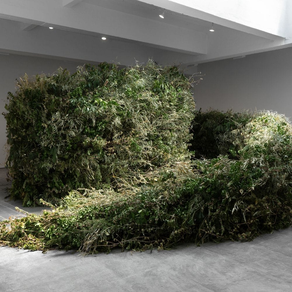 Thicket