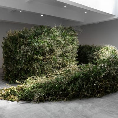 Thicket