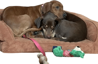 Getting a dog for your dog