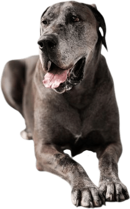 Great Danes