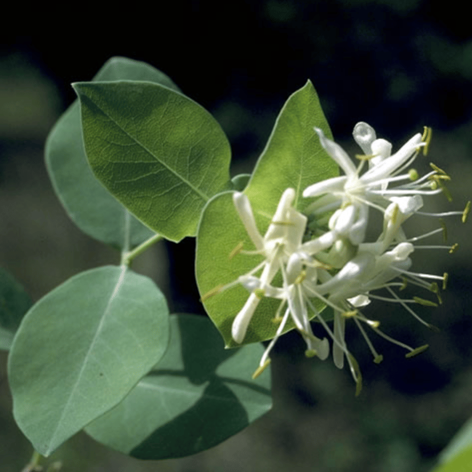 Honeysuckle