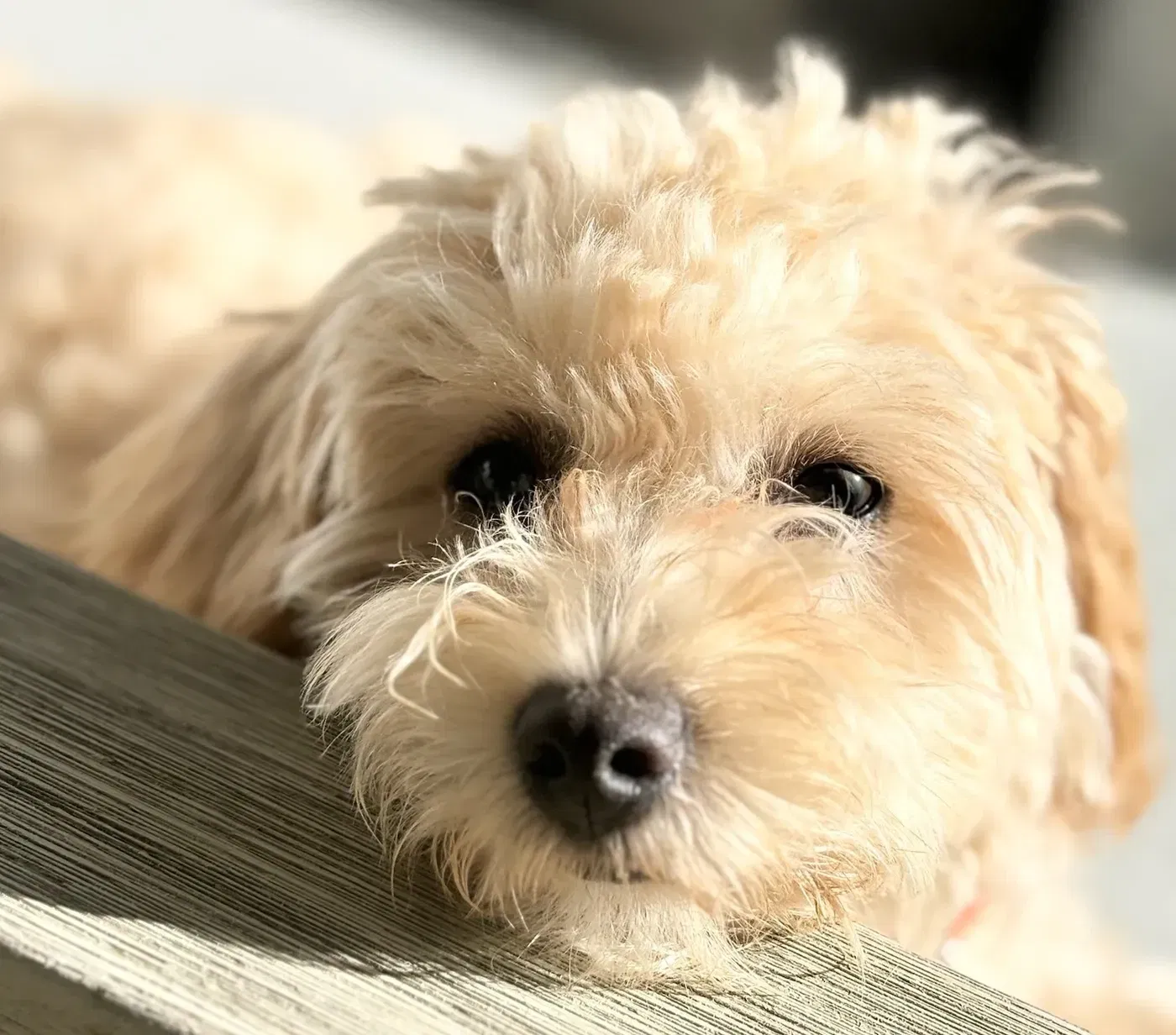 I Taught My Dog to Vibe Code Games