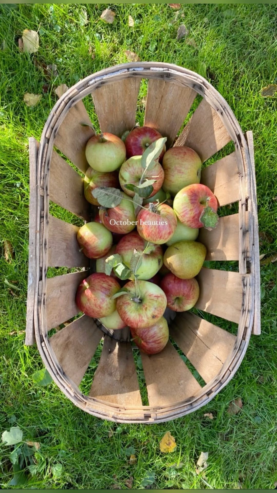 apple picking