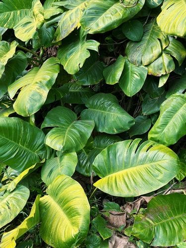 Golden Pothos
