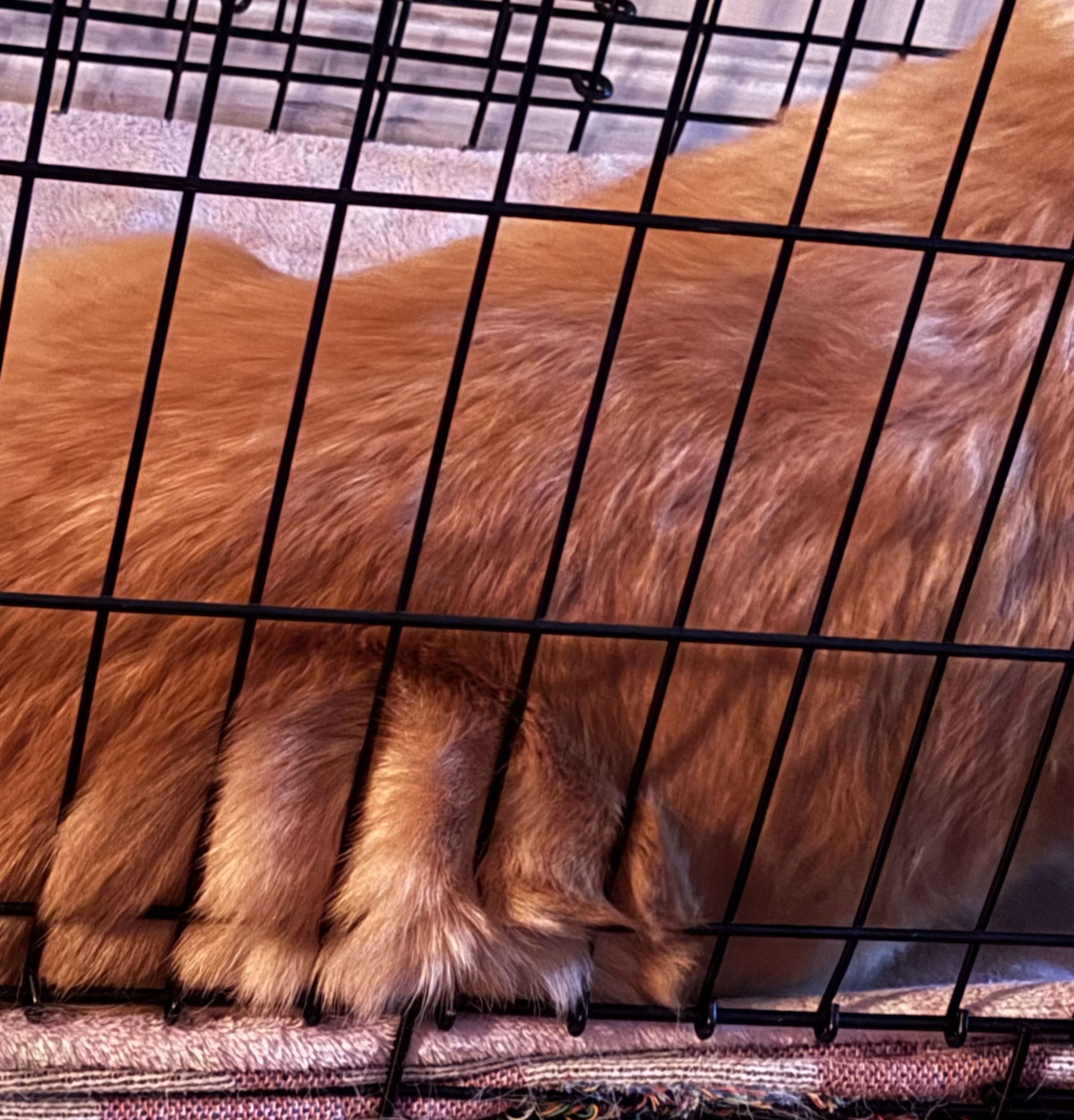 Dog fluff peeking through crate