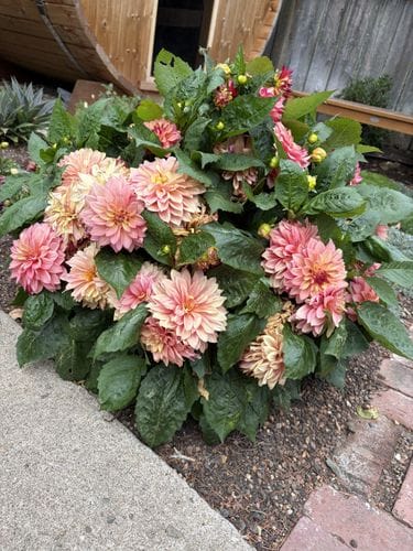 plant dahlias in your yard