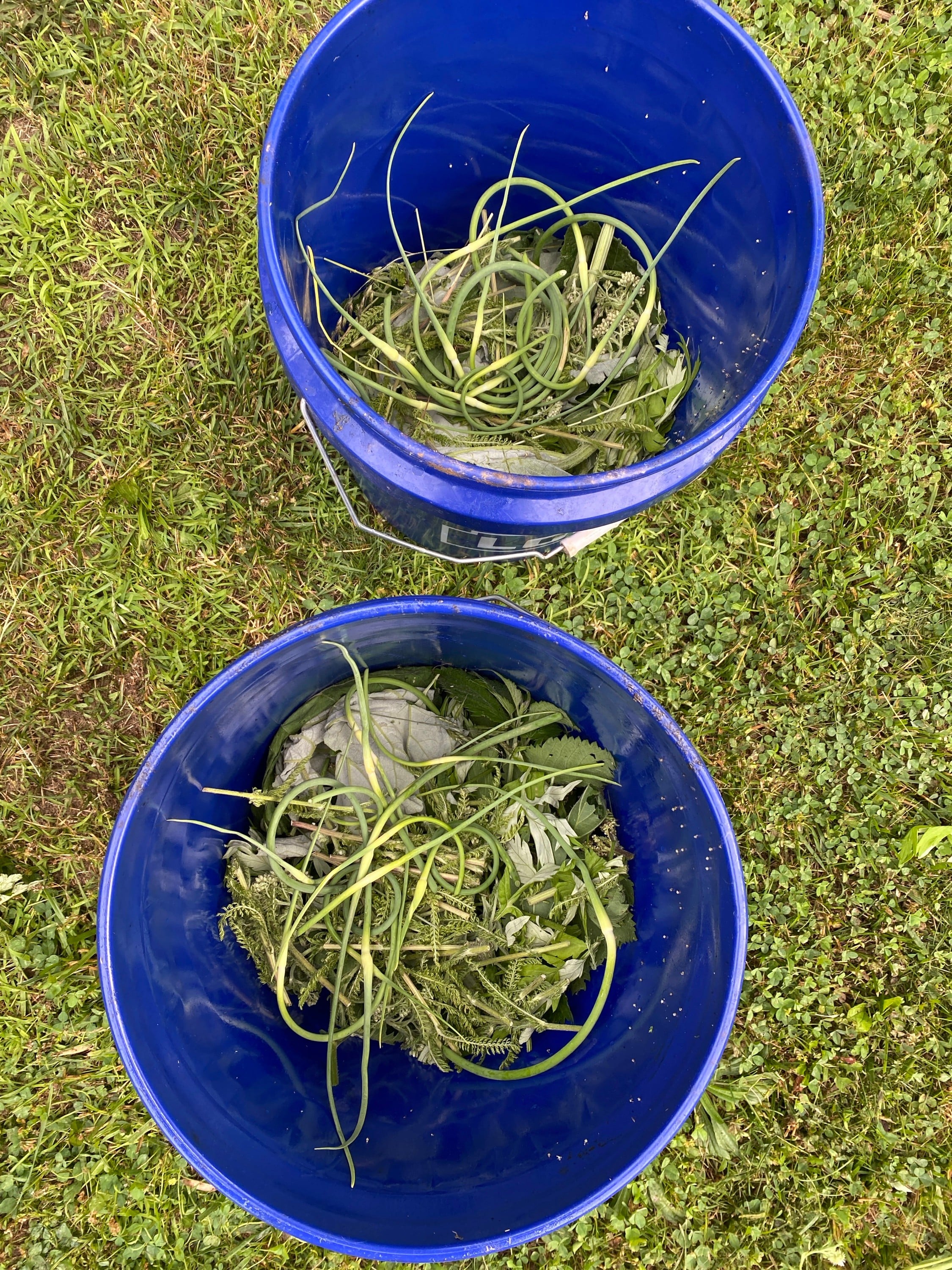 Making herbal tea for your apple trees