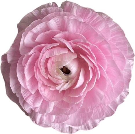 Ranunculus