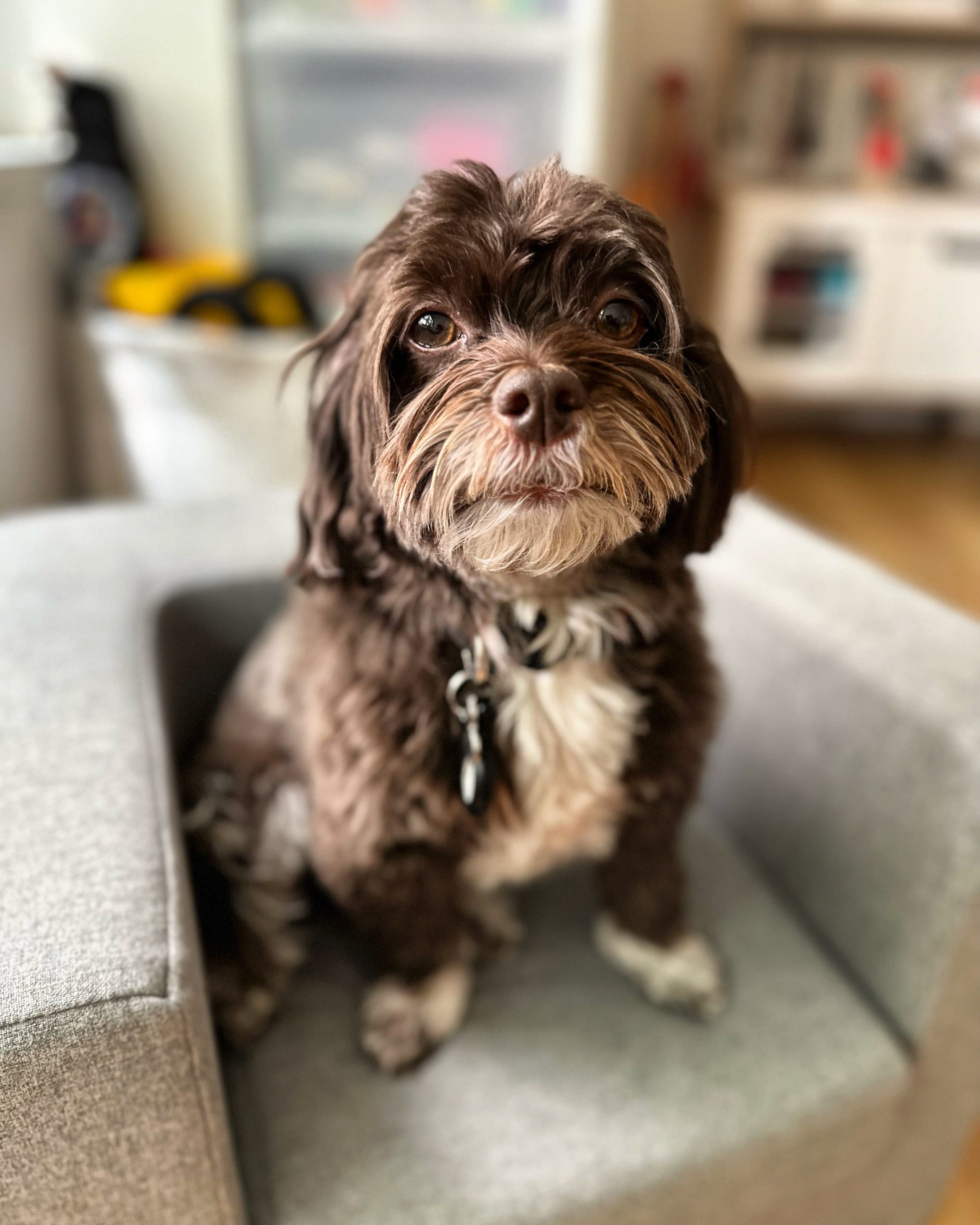A Havanese Dog