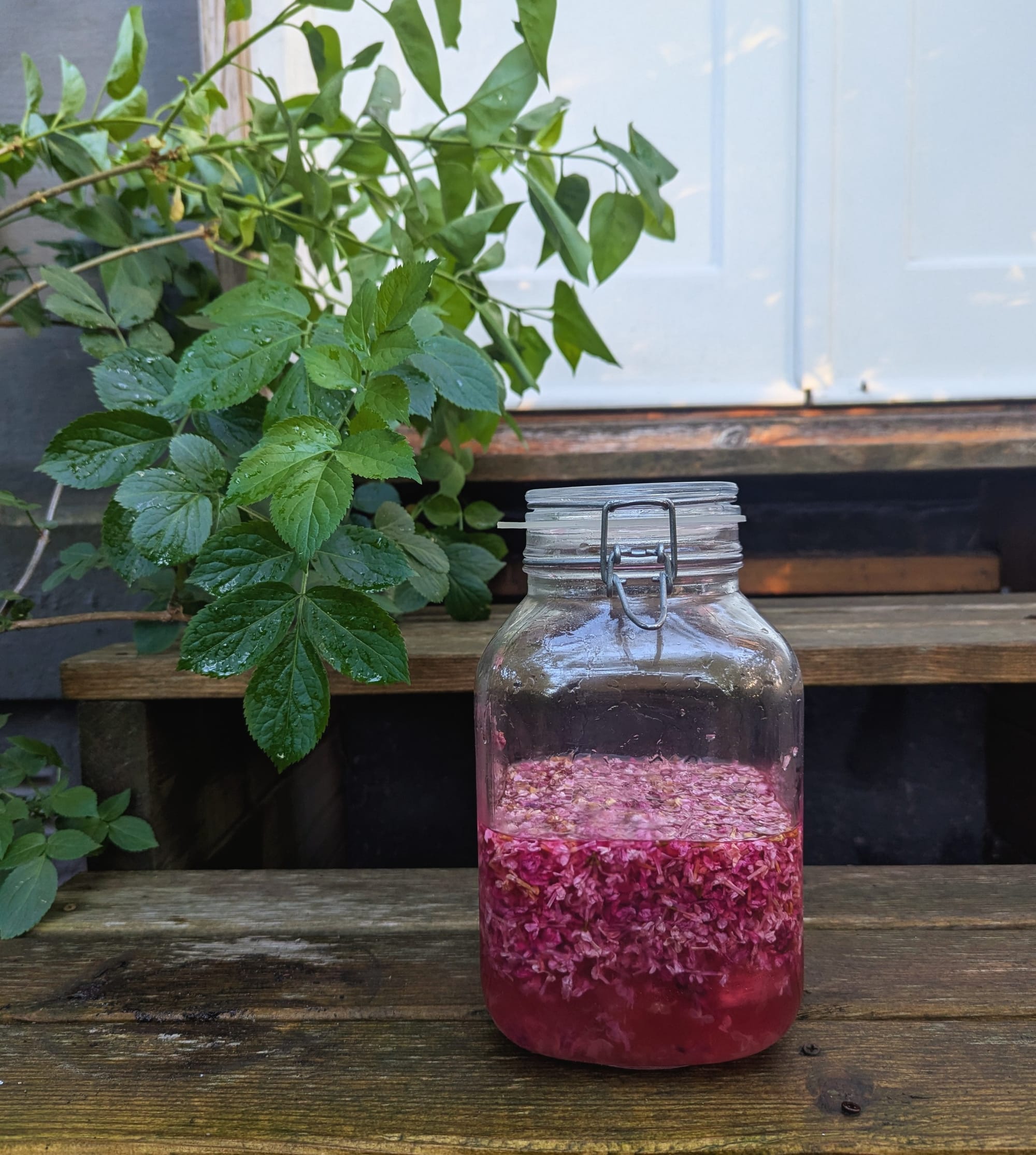 Lilac drink syrup