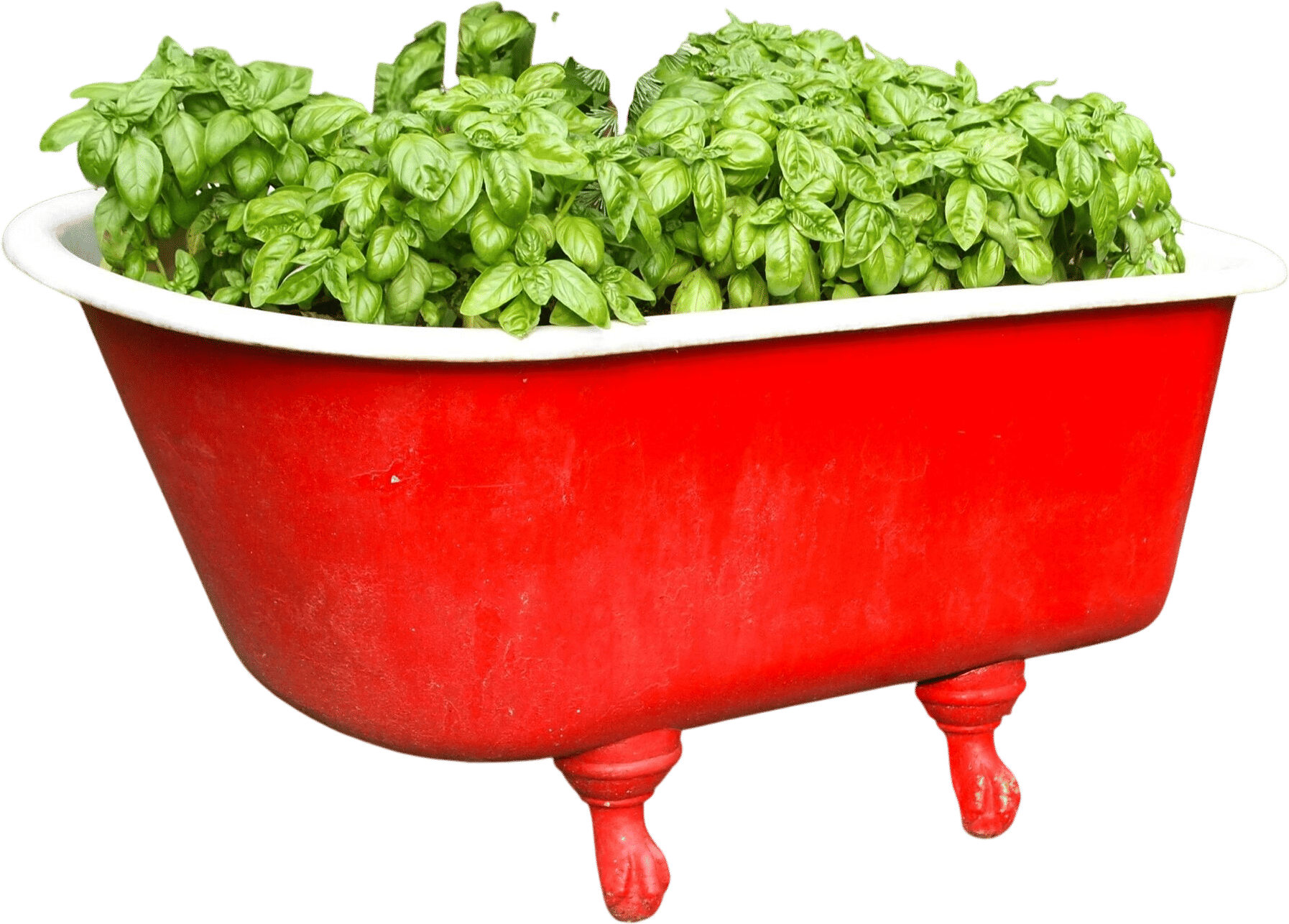 Grow your own herbs
