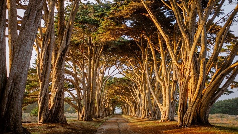 Cypress Tree Tunnel