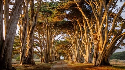 Cypress Tree Tunnel