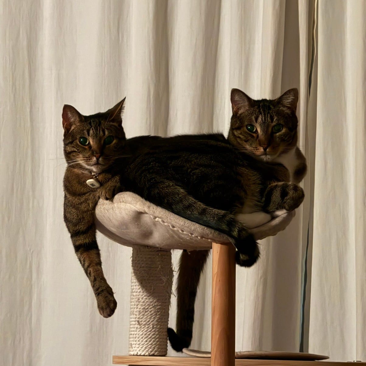 Cat things for the loves of my life