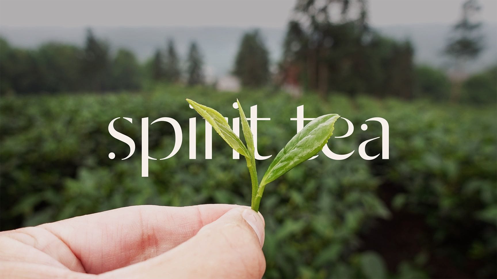 Spirit Tea