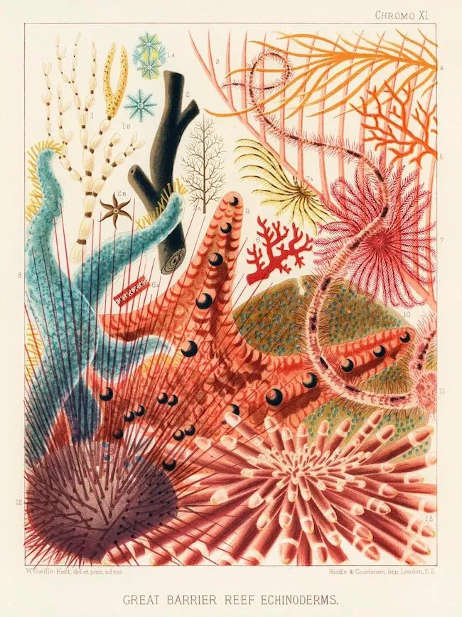 The Great Barrier Reef: Products and Potentialities, William Saville Kent, 1893