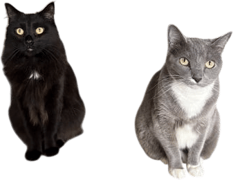 having 2 cats