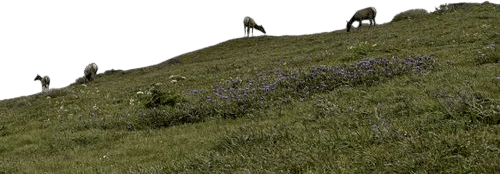 Tomales Point Trail