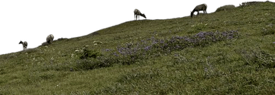 Tomales Point Trail