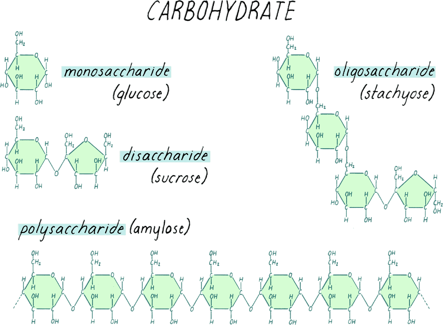Carbohydrates